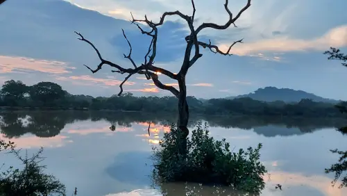යාල ජාතික වනෝද්‍යානය
