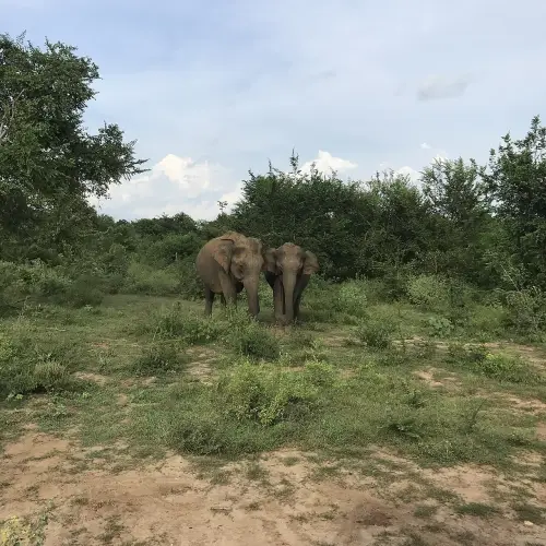 Udawalawe National Park