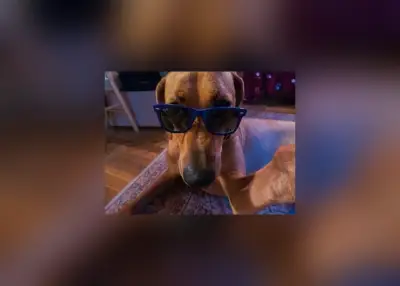 Private Hundebetreuung mit Übernachtung in Colombo