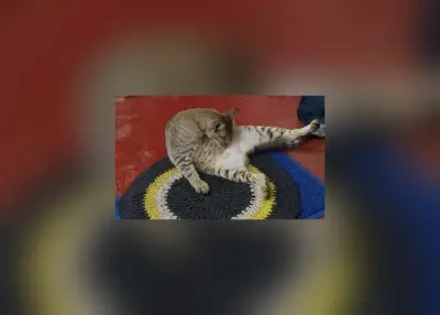 Katzenbetreuung tagsüber bei Asma in Colombo