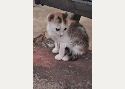 Dreimonatige Katze sucht ein Zuhause in Colombo 13